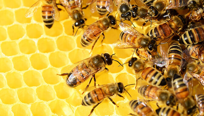 Liečivý propolis - včelí zázrak