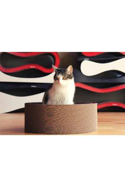 Nufi, la coupe