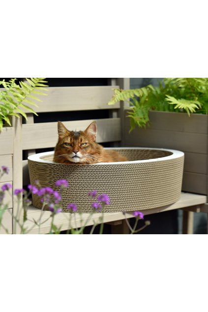cat on ovale katzenschale lovale katzenkoerbe 03 800x600px