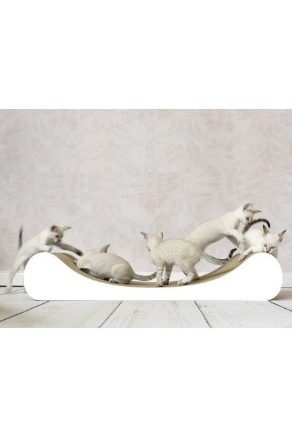 Le Divan white kitten