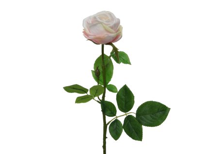 166487 ruze 66cm kremova kaeming