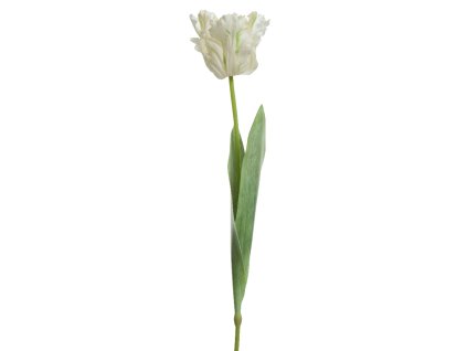 166553 tulipan 68cm bily kaeming