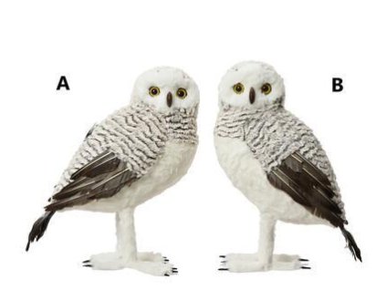 202598 sova 24x36x48 cm 2 druhy seda ksd