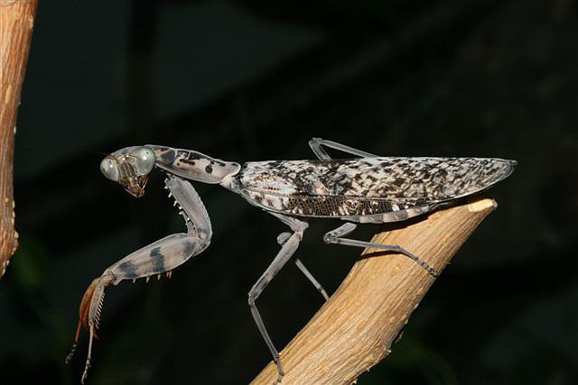 kudlanky