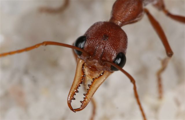 mravenci