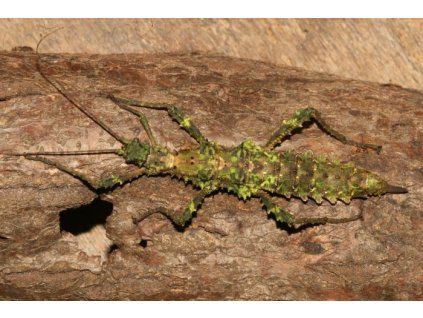 Aretaon muscosus