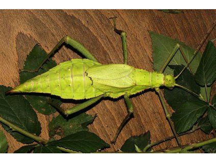 heteropteryx samice