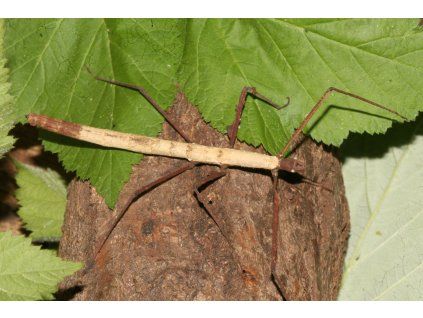 Lobofemora scheirei