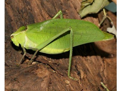 stipnochlora samice2