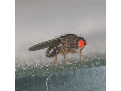 octomilka velka