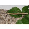 Mnesilochus capreolus