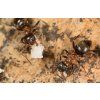 emarginatus4