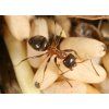 emarginatus7