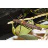 Neophasma subapterum