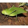 stipnochlora samice2