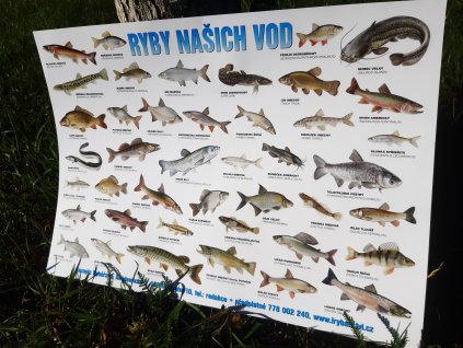 Plakát - Ryby našich vod
