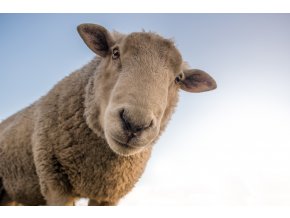 sheep 1822137 1920