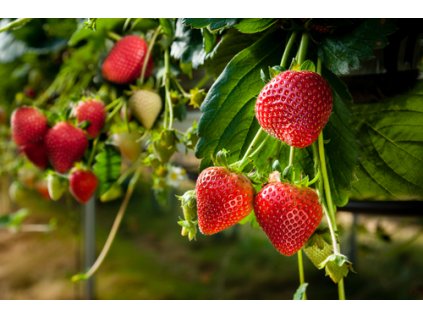 Mara de Bois-stáleplodící, převislá