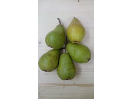 Bohemica