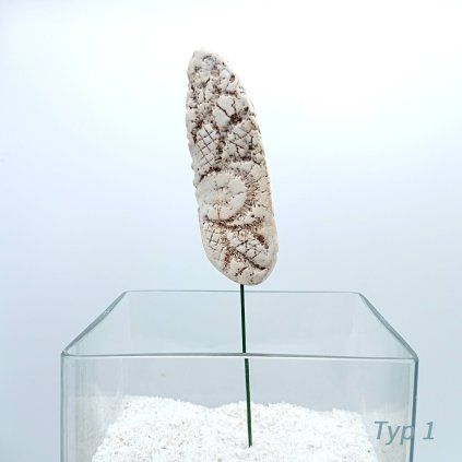 Typ 1 (1)