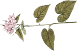 mini_7