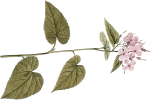 mini_7_1