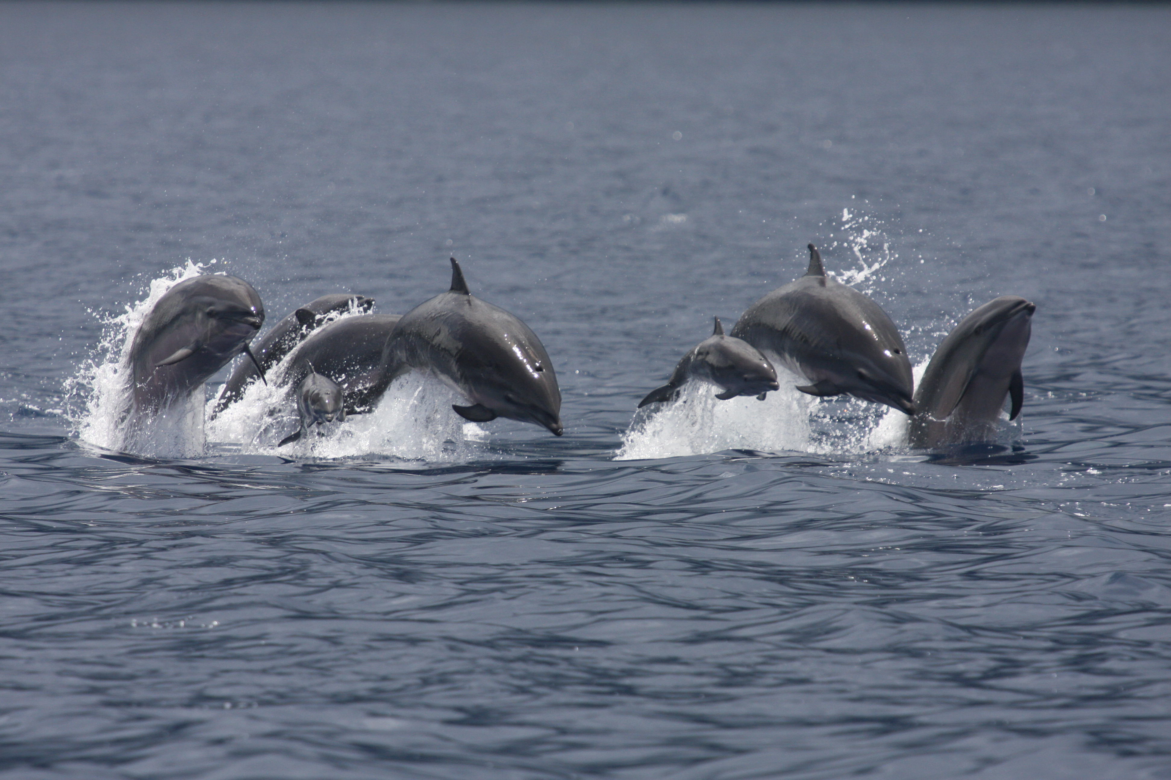 Oko oceánu, monitoring mořských savců, jejich význam a ohrožení