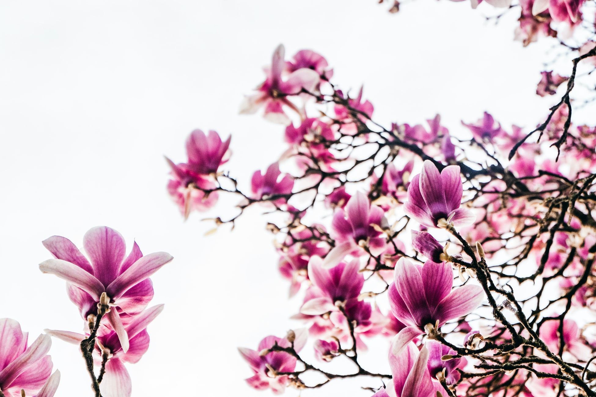magnolie