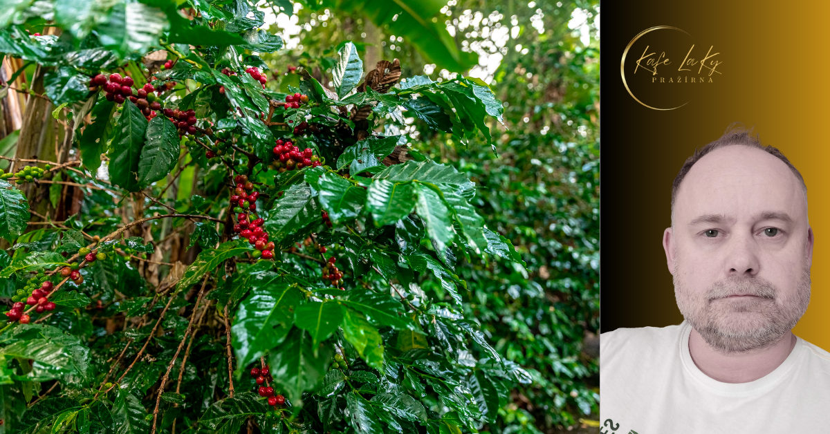 Tip od Ládi Kyndla, pražiče výběrové kávy: Proč nakupovat kávu právě u nás?