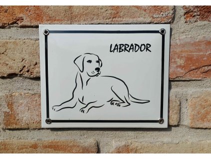 labrador2