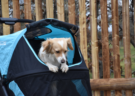 Půjčovna kočárků, vozíků za kolo a dalšího cestovního vybavení pro psy