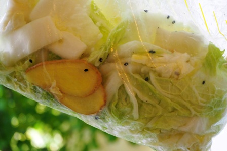 cabbage_7