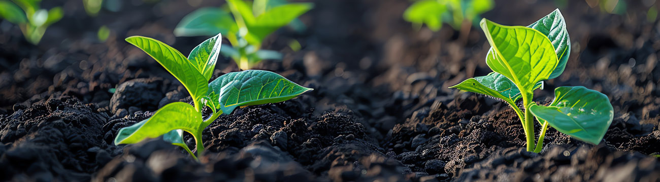 Kompostování – kompost jako kvalitní půda pro zahradu i domácnost