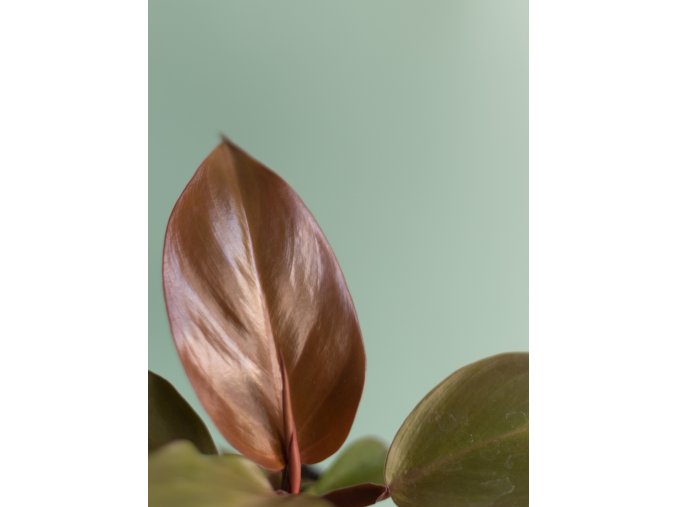Philodendron Red Sun - Baby