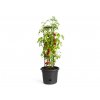 Obal Green Basics Tomato Pot living black 33 cm 2