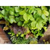 plant box vertikalni zahradka 7