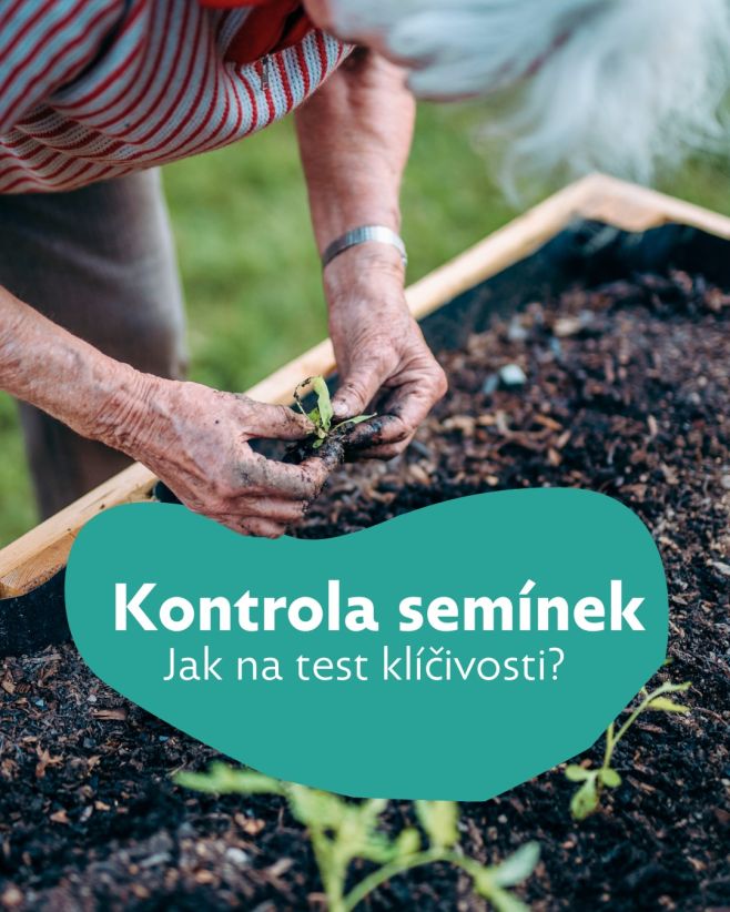 Zima je ideální čas na kontrolu semínek. Než je na jaře dáte do hlíny, je fajn vědět, která z nich mají ještě sílu...