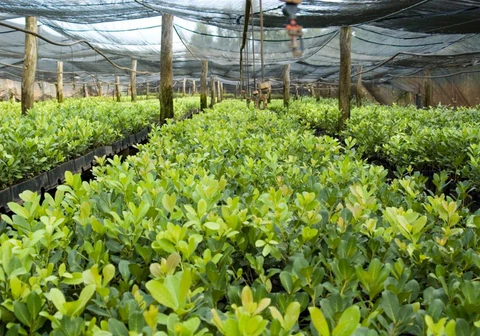 Yerba Maté