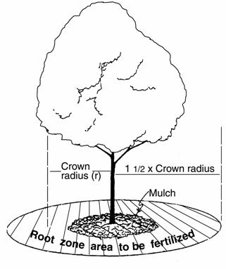 Obrázok popisuje, na akú plochu pod stromom je vhodné aplikovať hnojivo.