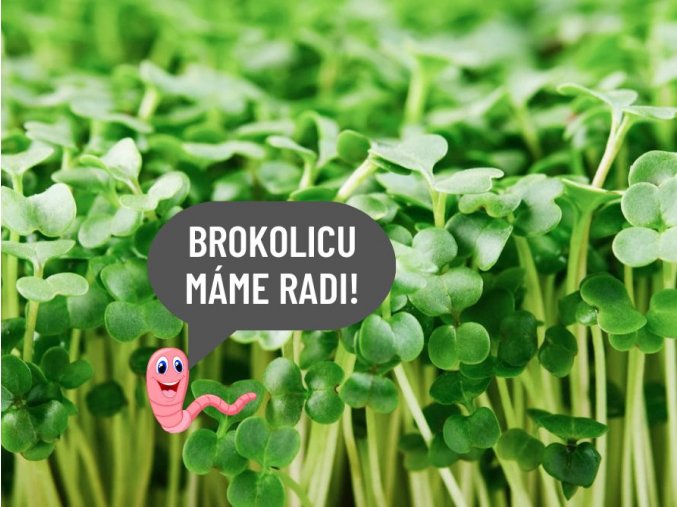 Brokolica mikrozelenina semienka BIO