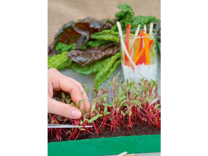 Mikrozelenina Cvikla