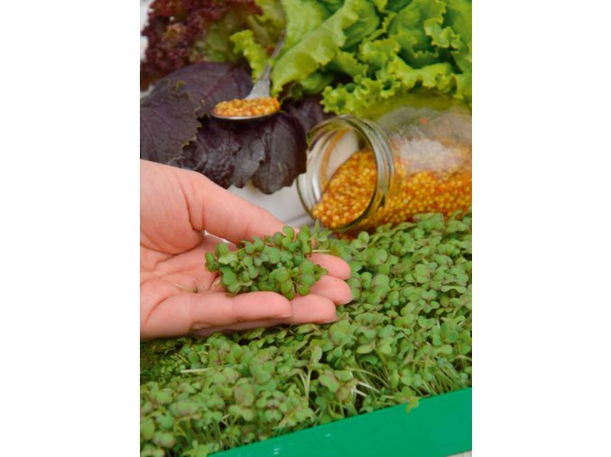 Mikrozelenina Horčica