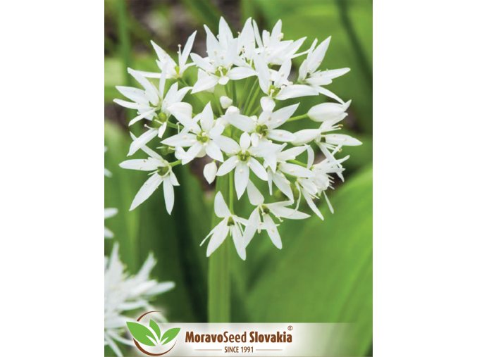 3285 N1921872 cesnak medvedi