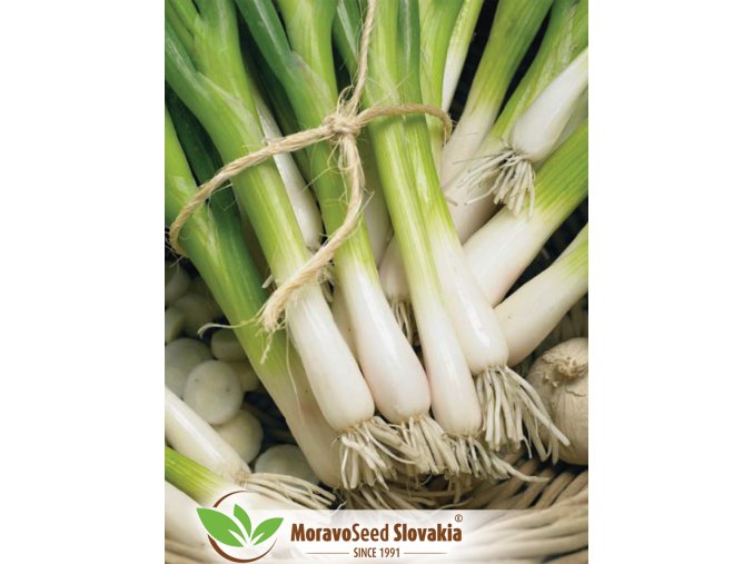 2937 N1705077 cibula vnatova bajkal