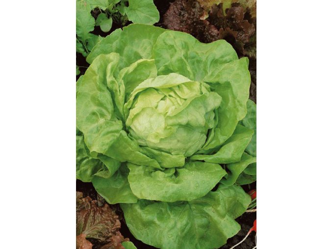 BIO Šalát hlávkový – letný, polný