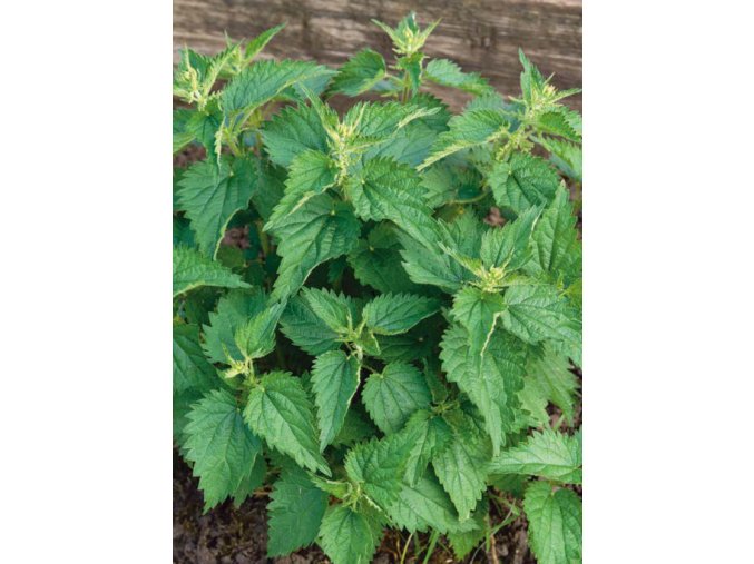 Žihľava obyčajná