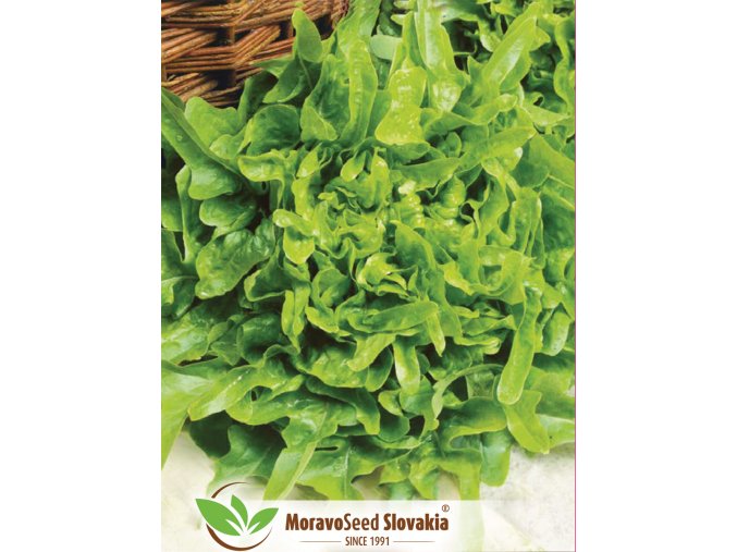 2020 N1707537 salat listovy dubacek