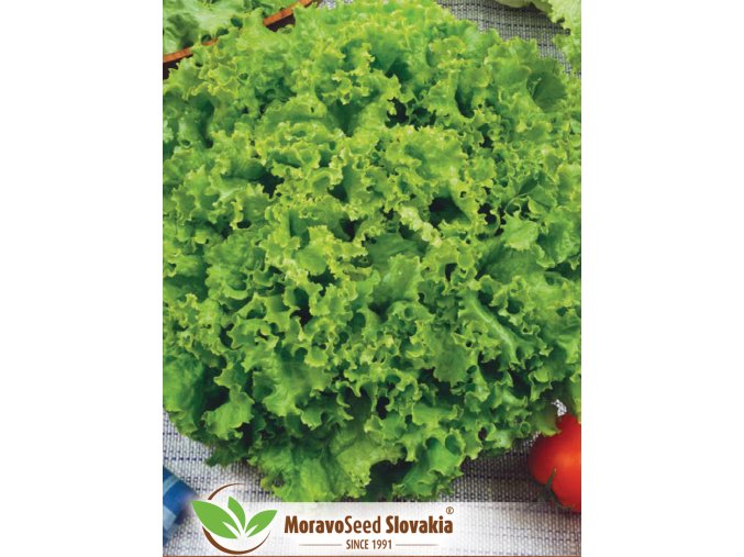 2021 71 04 03 salat listovy rekord