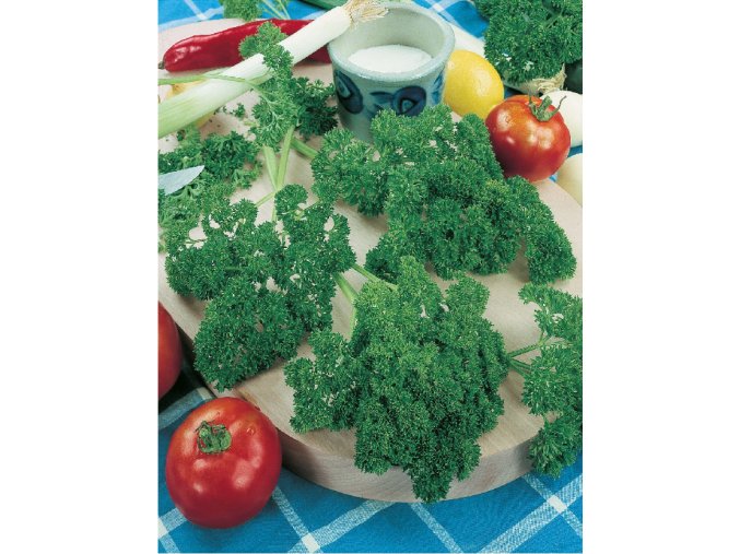 Petržlen kučeravý - vňaťový Astra