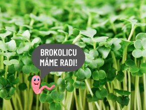 Brokolica mikrozelenina semienka BIO